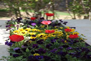 بهار دانشگاه 1399